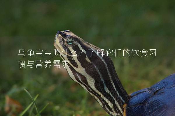 乌龟宝宝吃什么？了解它们的饮食习惯与营养需求