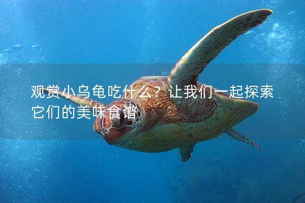 观赏小乌龟吃什么？让我们一起探索它们的美味食谱