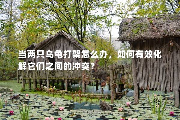 当两只乌龟打架怎么办，如何有效化解它们之间的冲突？