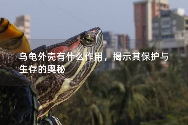 乌龟外壳有什么作用，揭示其保护与生存的奥秘