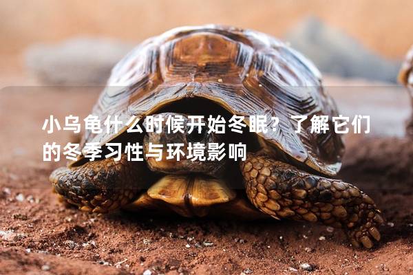 小乌龟什么时候开始冬眠？了解它们的冬季习性与环境影响