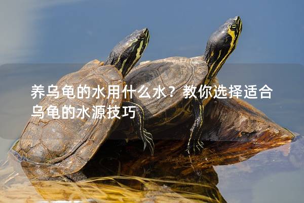 养乌龟的水用什么水？教你选择适合乌龟的水源技巧