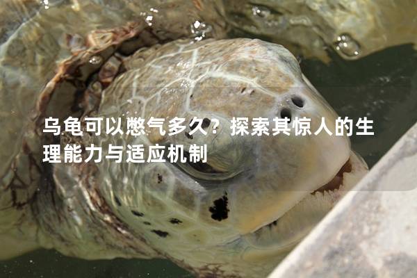 乌龟可以憋气多久？探索其惊人的生理能力与适应机制