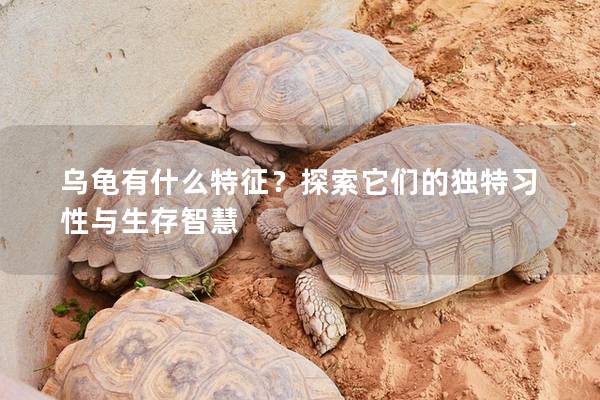 乌龟有什么特征？探索它们的独特习性与生存智慧
