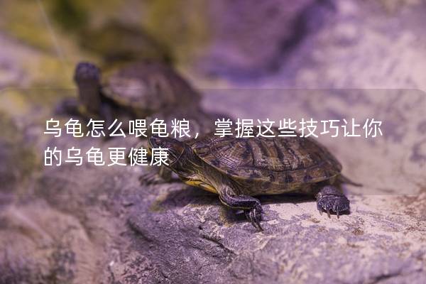 乌龟怎么喂龟粮，掌握这些技巧让你的乌龟更健康