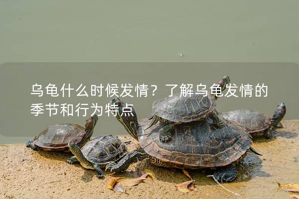 乌龟什么时候发情？了解乌龟发情的季节和行为特点
