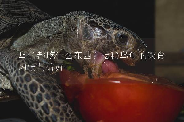 乌龟都吃什么东西？揭秘乌龟的饮食习惯与偏好