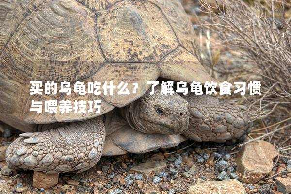 买的乌龟吃什么？了解乌龟饮食习惯与喂养技巧