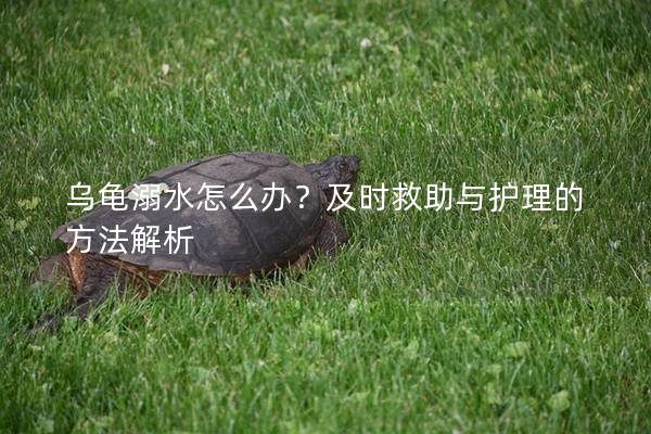 乌龟溺水怎么办？及时救助与护理的方法解析