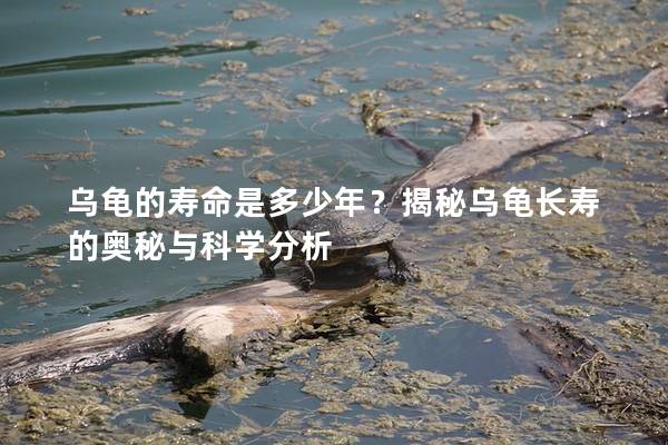 乌龟的寿命是多少年？揭秘乌龟长寿的奥秘与科学分析