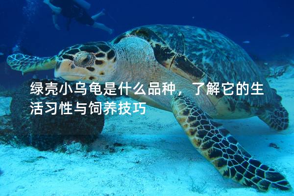 绿壳小乌龟是什么品种，了解它的生活习性与饲养技巧