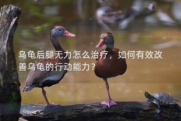 乌龟后腿无力怎么治疗，如何有效改善乌龟的行动能力？