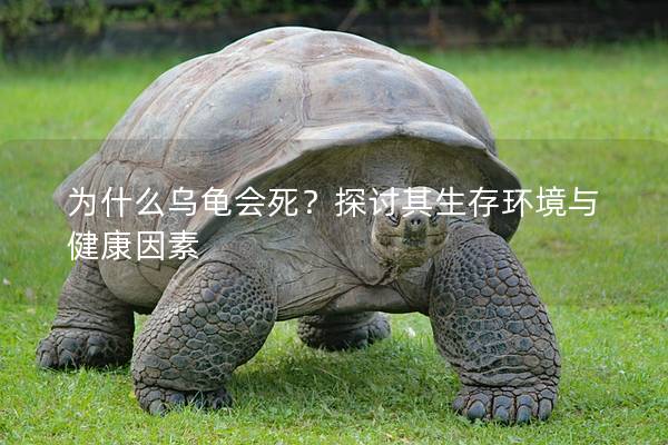 为什么乌龟会死？探讨其生存环境与健康因素