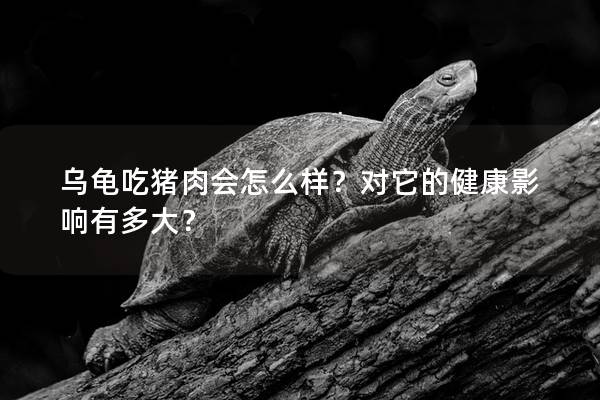 乌龟吃猪肉会怎么样？对它的健康影响有多大？