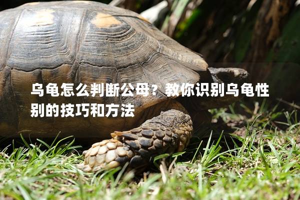 乌龟怎么判断公母？教你识别乌龟性别的技巧和方法