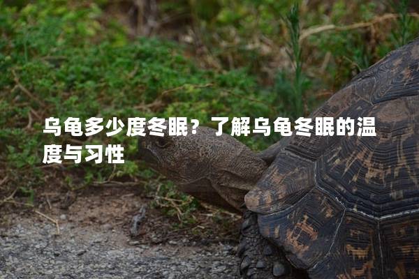 乌龟多少度冬眠？了解乌龟冬眠的温度与习性