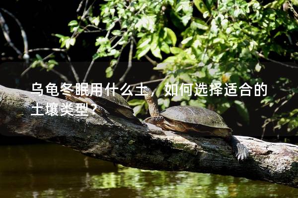 乌龟冬眠用什么土，如何选择适合的土壤类型？