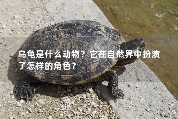 乌龟是什么动物？它在自然界中扮演了怎样的角色？