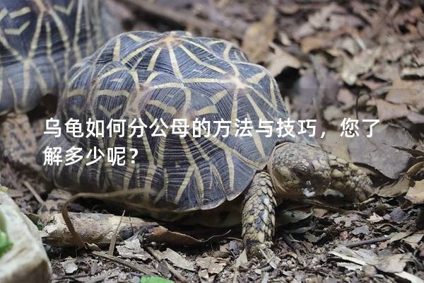 乌龟如何分公母的方法与技巧，您了解多少呢？