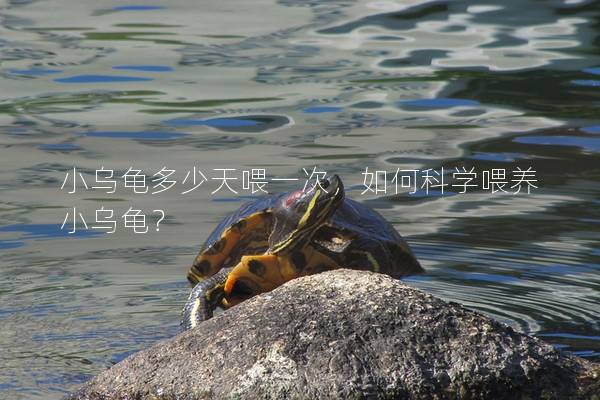 小乌龟多少天喂一次，如何科学喂养小乌龟？