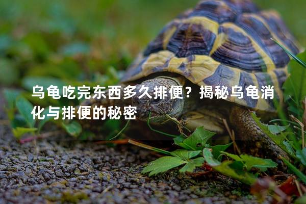 乌龟吃完东西多久排便？揭秘乌龟消化与排便的秘密
