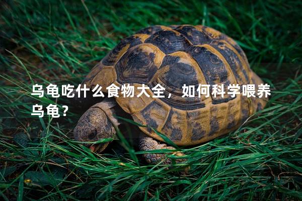 乌龟吃什么食物大全，如何科学喂养乌龟？