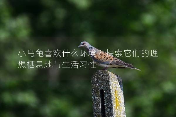 小乌龟喜欢什么环境？探索它们的理想栖息地与生活习性