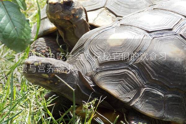 巴西乌龟吃什么？探秘它们的饮食习惯与营养需求