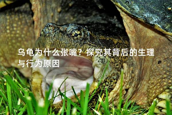 乌龟为什么张嘴？探究其背后的生理与行为原因