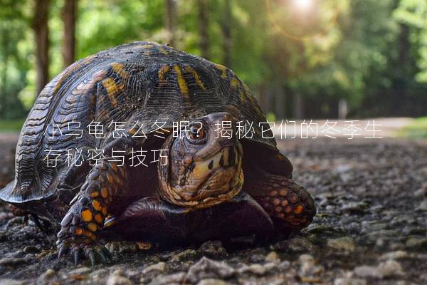 小乌龟怎么冬眠？揭秘它们的冬季生存秘密与技巧