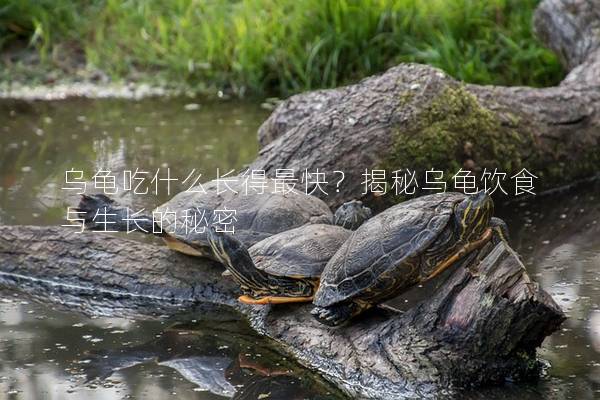 乌龟吃什么长得最快？揭秘乌龟饮食与生长的秘密