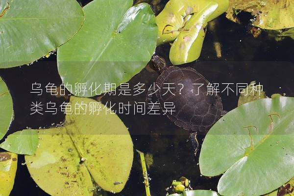 乌龟的孵化期是多少天？了解不同种类乌龟的孵化时间差异