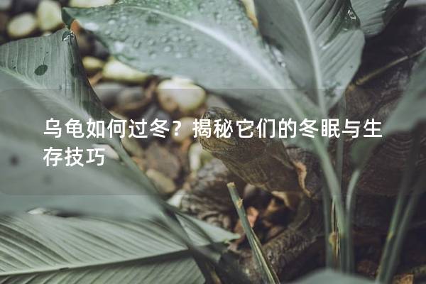 乌龟如何过冬？揭秘它们的冬眠与生存技巧