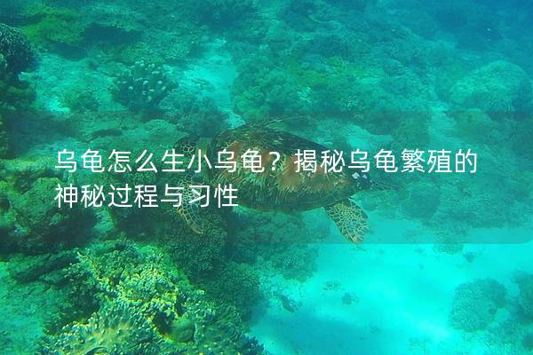 乌龟怎么生小乌龟？揭秘乌龟繁殖的神秘过程与习性