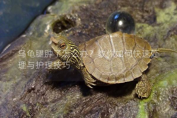 乌龟腿肿了怎么办？教你如何快速处理与护理技巧