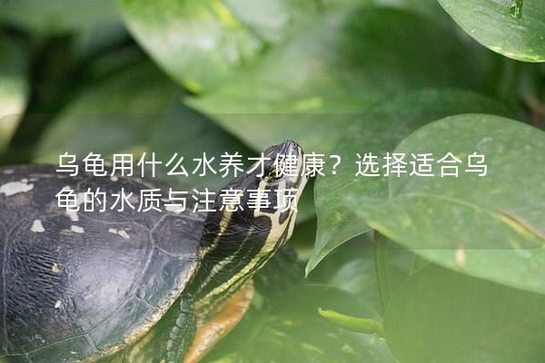 乌龟用什么水养才健康？选择适合乌龟的水质与注意事项