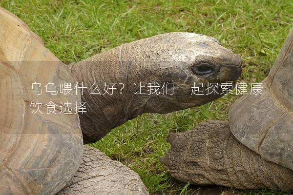 乌龟喂什么好？让我们一起探索健康饮食选择