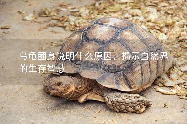 乌龟翻身说明什么原因，揭示自然界的生存智慧