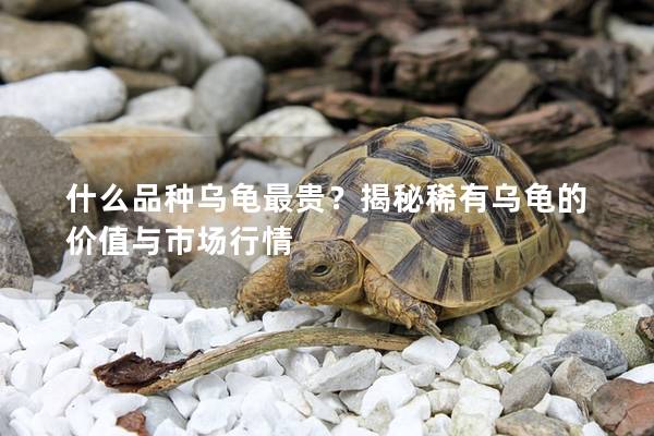 什么品种乌龟最贵？揭秘稀有乌龟的价值与市场行情