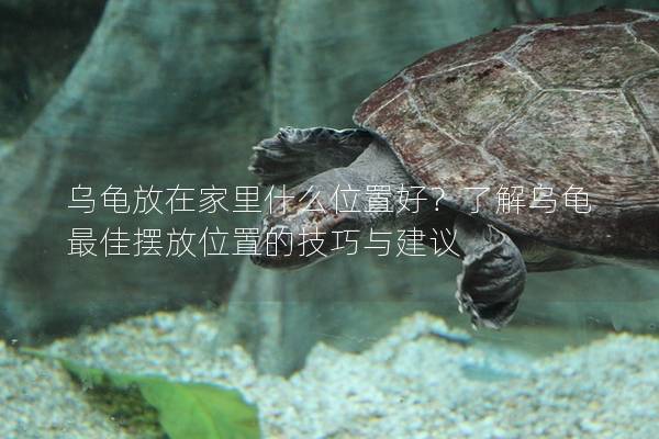 乌龟放在家里什么位置好？了解乌龟最佳摆放位置的技巧与建议