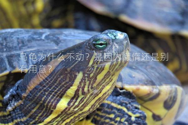 乌龟为什么不动？是因为懒惰还是别有用意？