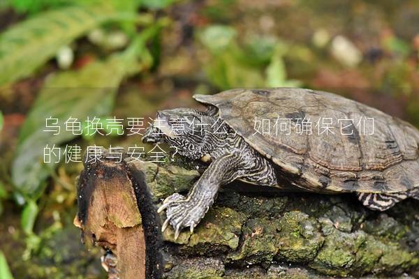乌龟换壳要注意什么，如何确保它们的健康与安全？