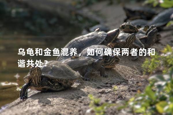乌龟和金鱼混养，如何确保两者的和谐共处？