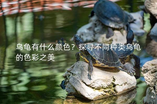 乌龟有什么颜色？探寻不同种类乌龟的色彩之美
