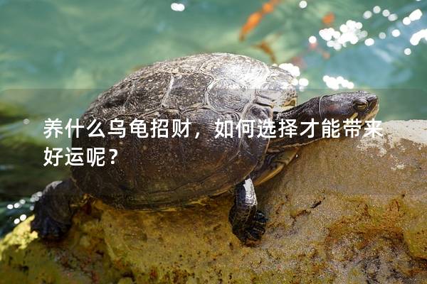 养什么乌龟招财，如何选择才能带来好运呢？