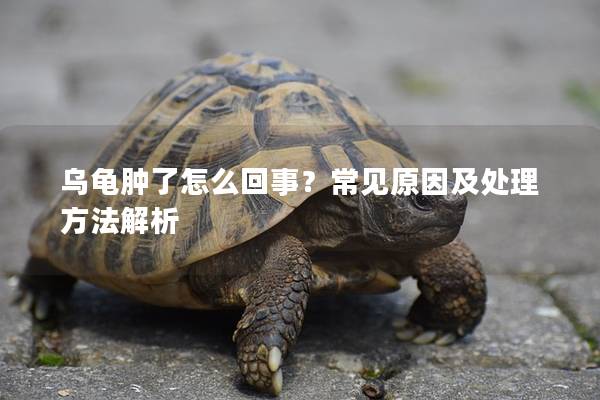 乌龟肿了怎么回事？常见原因及处理方法解析