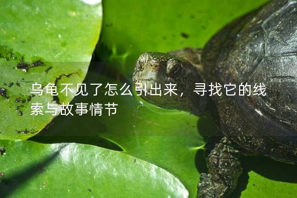 乌龟不见了怎么引出来，寻找它的线索与故事情节