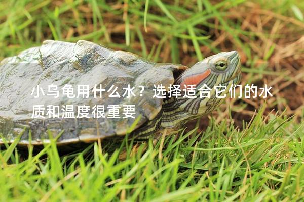 小乌龟用什么水？选择适合它们的水质和温度很重要