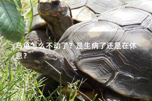 乌龟怎么不动了？是生病了还是在休息？