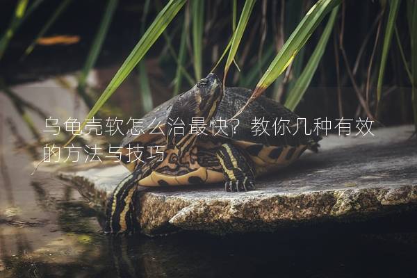 乌龟壳软怎么治最快？教你几种有效的方法与技巧